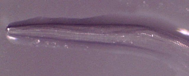 女子发现一只巨型虫卵,女子眼中发现虫子