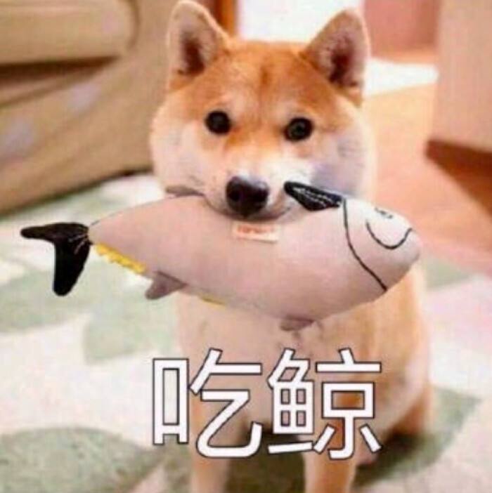 狗狗肾衰引起的腹水能治好吗,狗狗肾衰后食欲变强饮水量增加