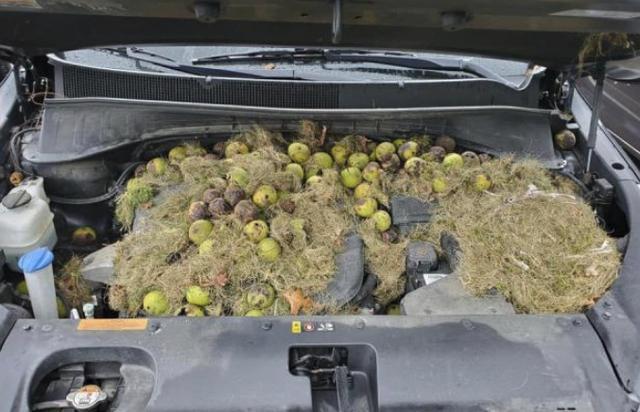 发动机舱有老鼠脚印有什么办法,发动机舱有老鼠怎么办清洗多少钱