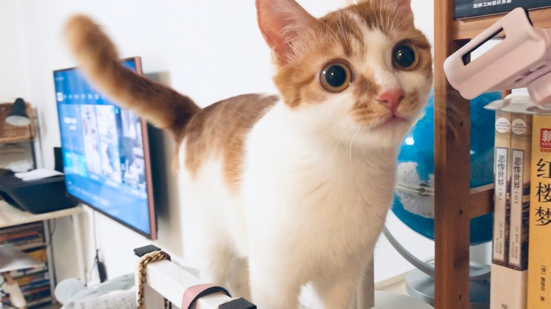 猫咪缺乏牛磺酸有什么表现,猫咪缺乏牛磺酸的表现