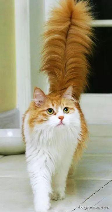 拽猫尾巴拉稀多久能好,拉猫尾巴会导致拉稀吗