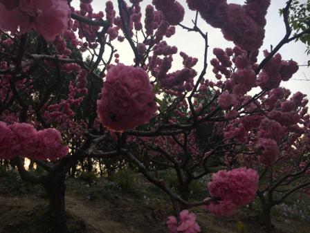 抖音防抖拍摄设备,抖音专用摄像机推荐