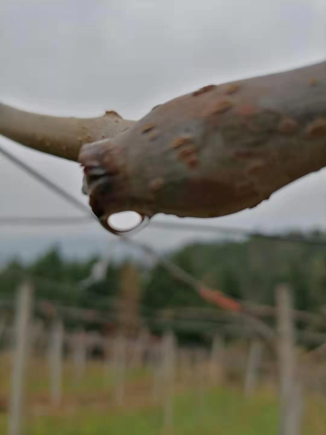 猕猴桃流清水是怎么回事,猕猴桃树流水是怎么回事