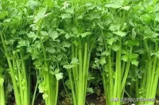 芹菜种子怎么催芽最快,芹菜种子催芽需要几天出芽