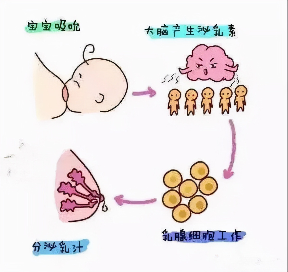 回奶的食物都是有什么,常见回奶的食物有哪些