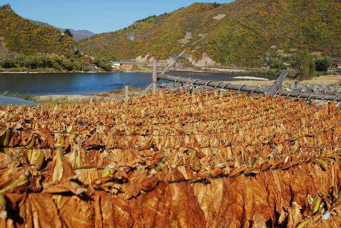 你不了解的*草烟**类型有哪些