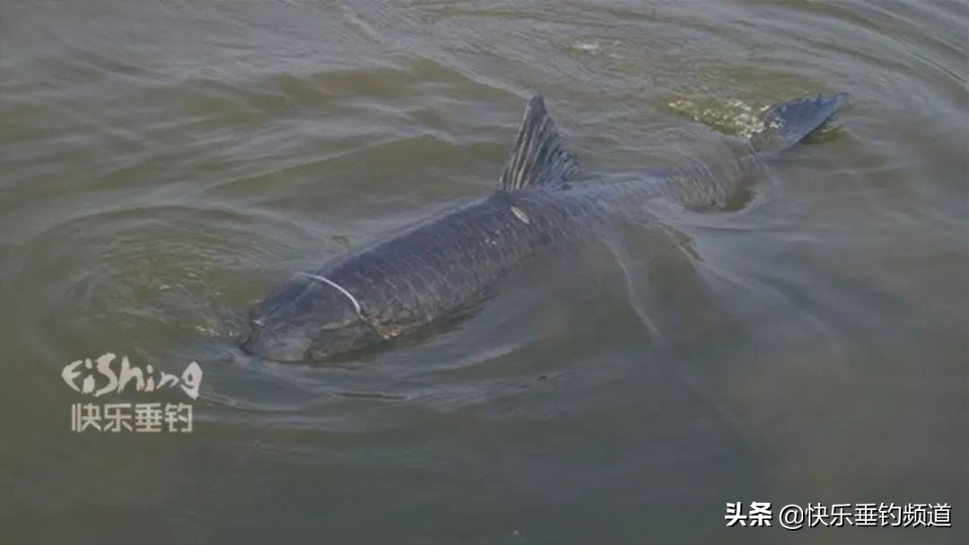 还有哪些逆天钓鱼技巧,逆天钓鱼技巧狠狠戳中钓友痛点