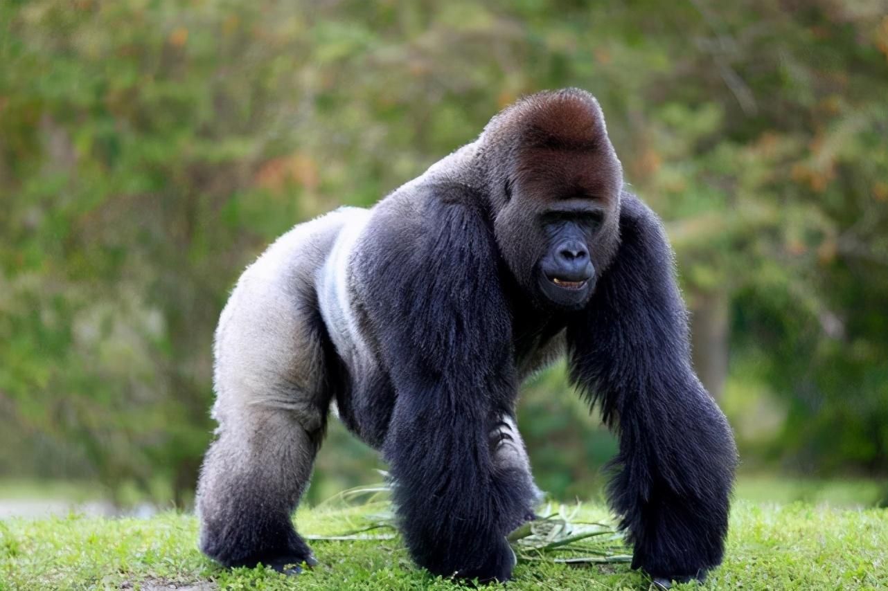 研究表明卵子具有选择性,科学家发现卵子对精子偏爱