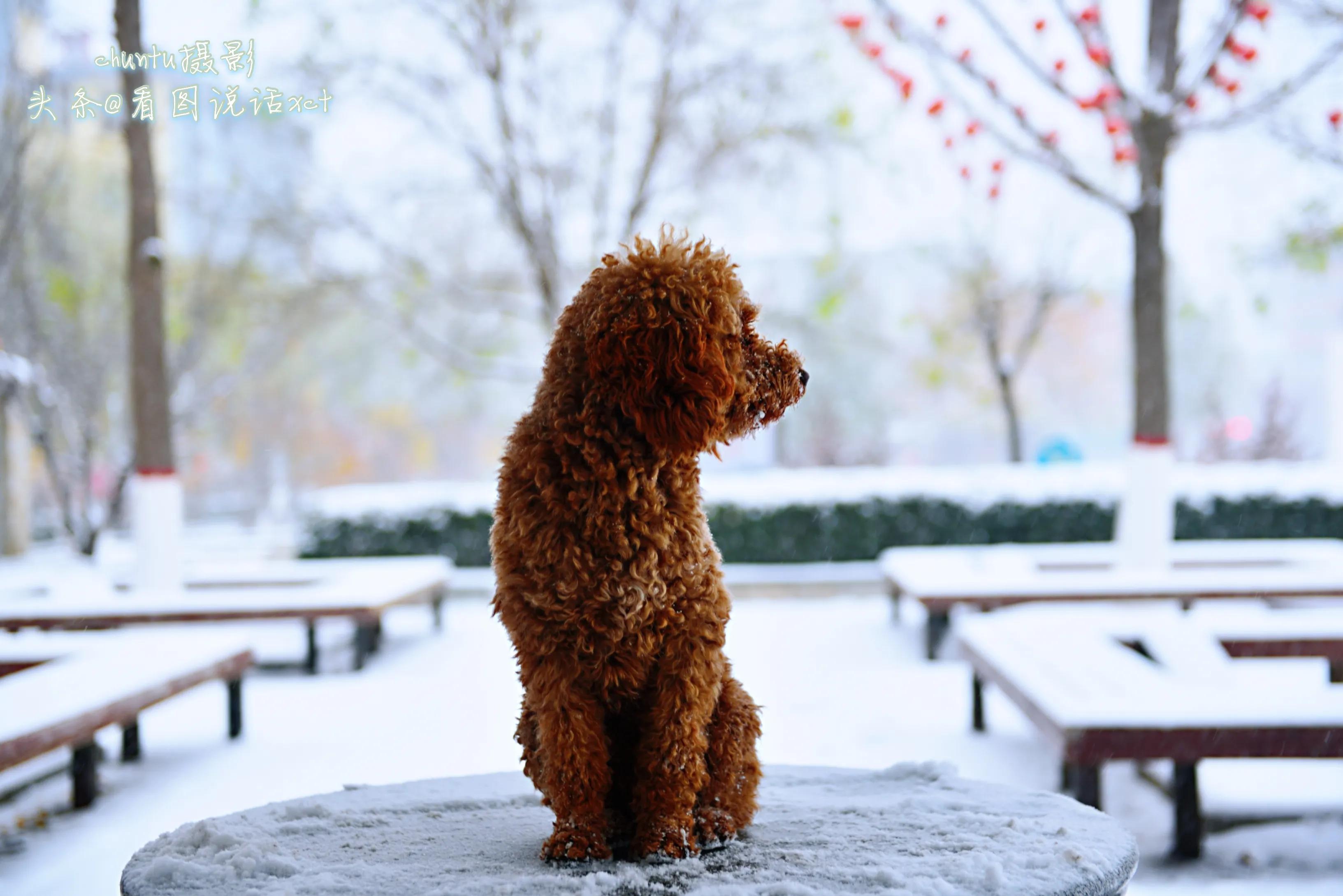 青龙下雪的情景,青龙县今天下雪了吗