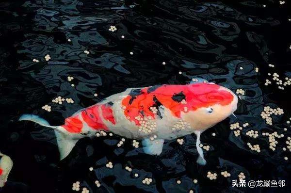 夏季锦鲤鱼池怎么预防疾病,怎样增强锦鲤的免疫能力