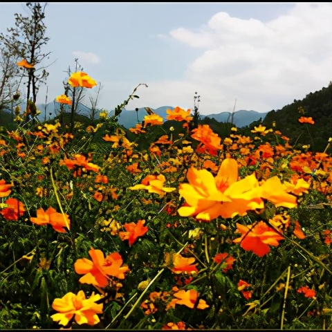 重庆风景优美的旅游地免费,重庆风景好的地方三天自驾游