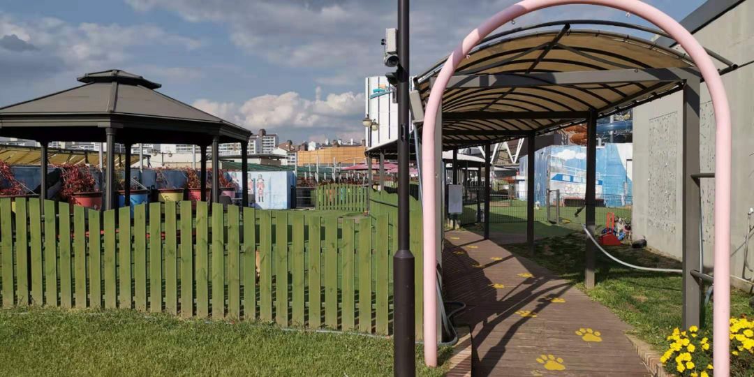 韩国宠物店推荐,韩国宠物店体验