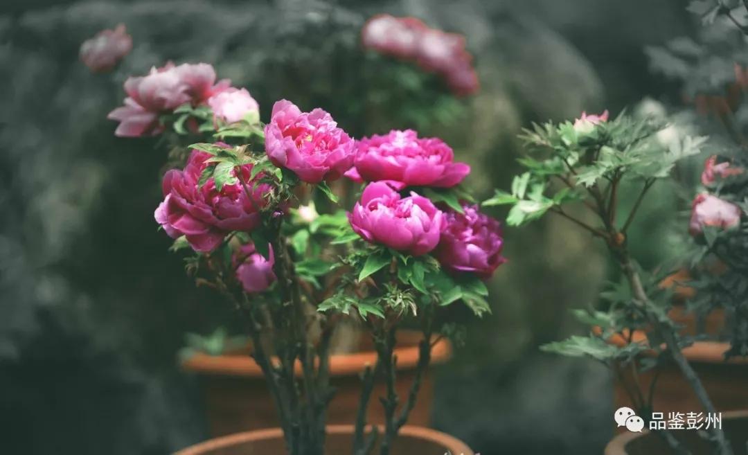 牡丹花开惹人醉鸟语花香,牡丹花开国色天香惹人醉