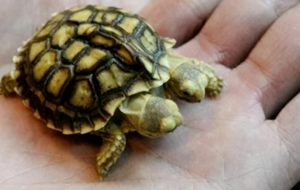 跌下神坛的日本动漫人物,跌落神坛的日本