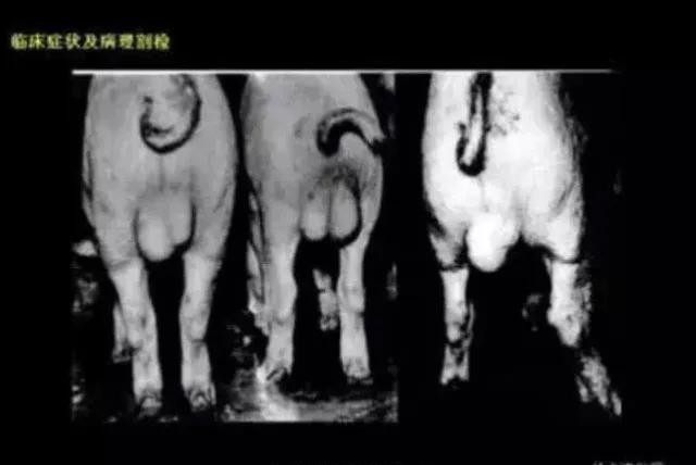 母猪怀孕后期死胎的表现,母猪肚子里有死胎怎么办