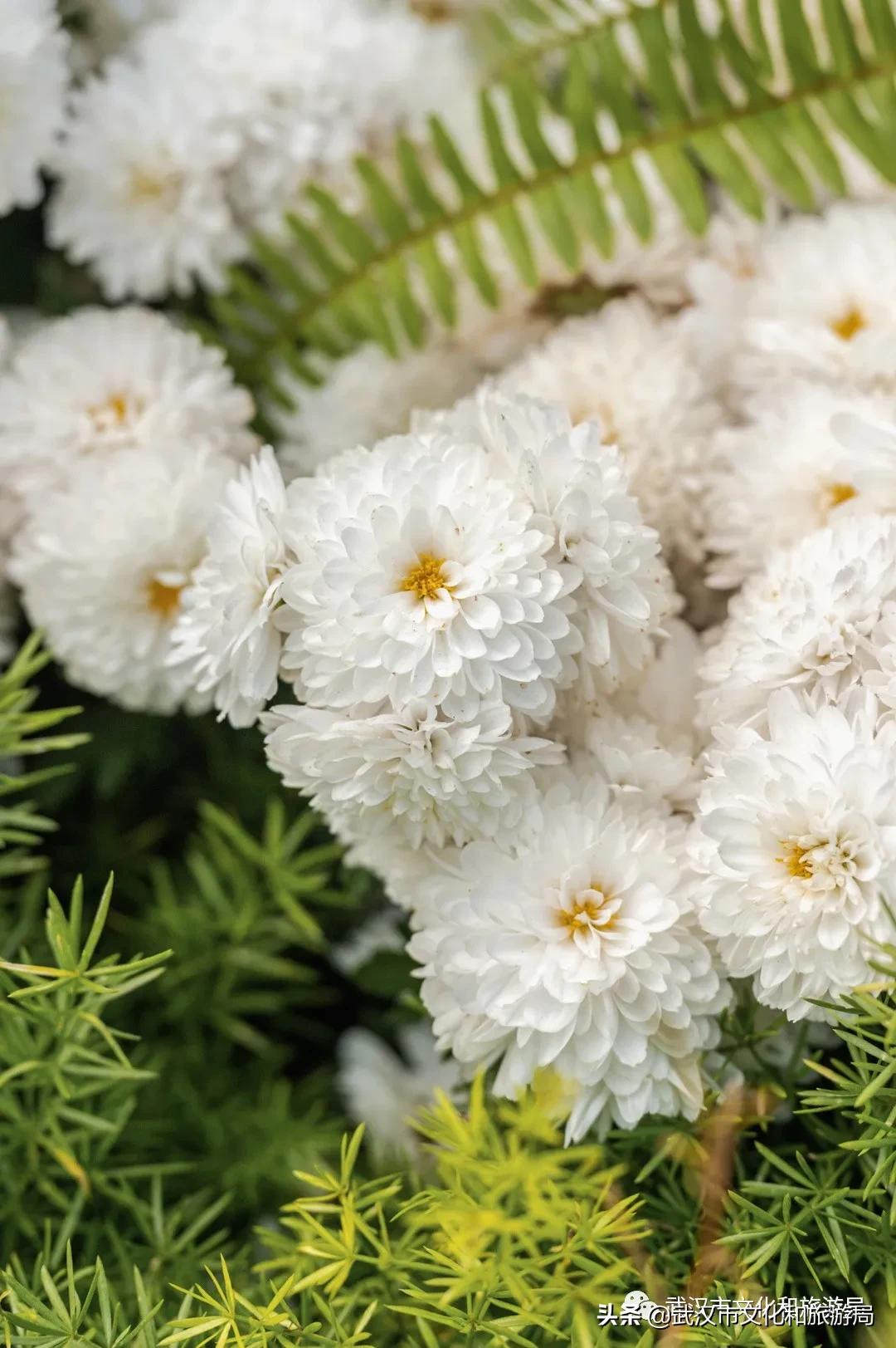 武汉秋天的第一场音乐节,武汉秋天第一场音乐节