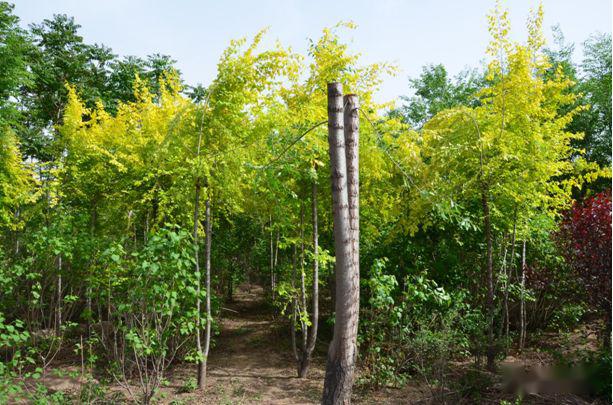 忻州花卉植物园,山西原平植物园