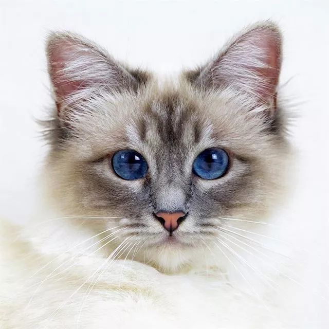 贵族阿比西尼亚猫,神秘的波斯猫