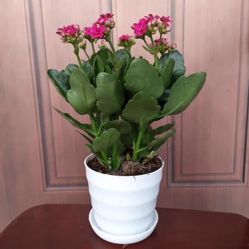 长寿花开始干枯怎么办,长寿花开花后干枯怎么办