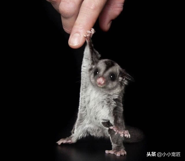 适合学生养的宠物蜜袋鼯,萌宠乐园如何饲养会飞翔的蜜袋鼯