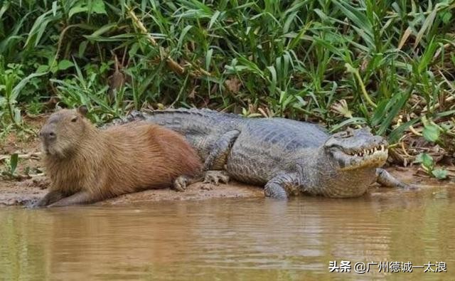 世界上十大很少见到的动物,世界上最受欢迎的动物排行榜