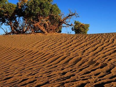改善土壤肥力的简单方法,土壤不够怎么办