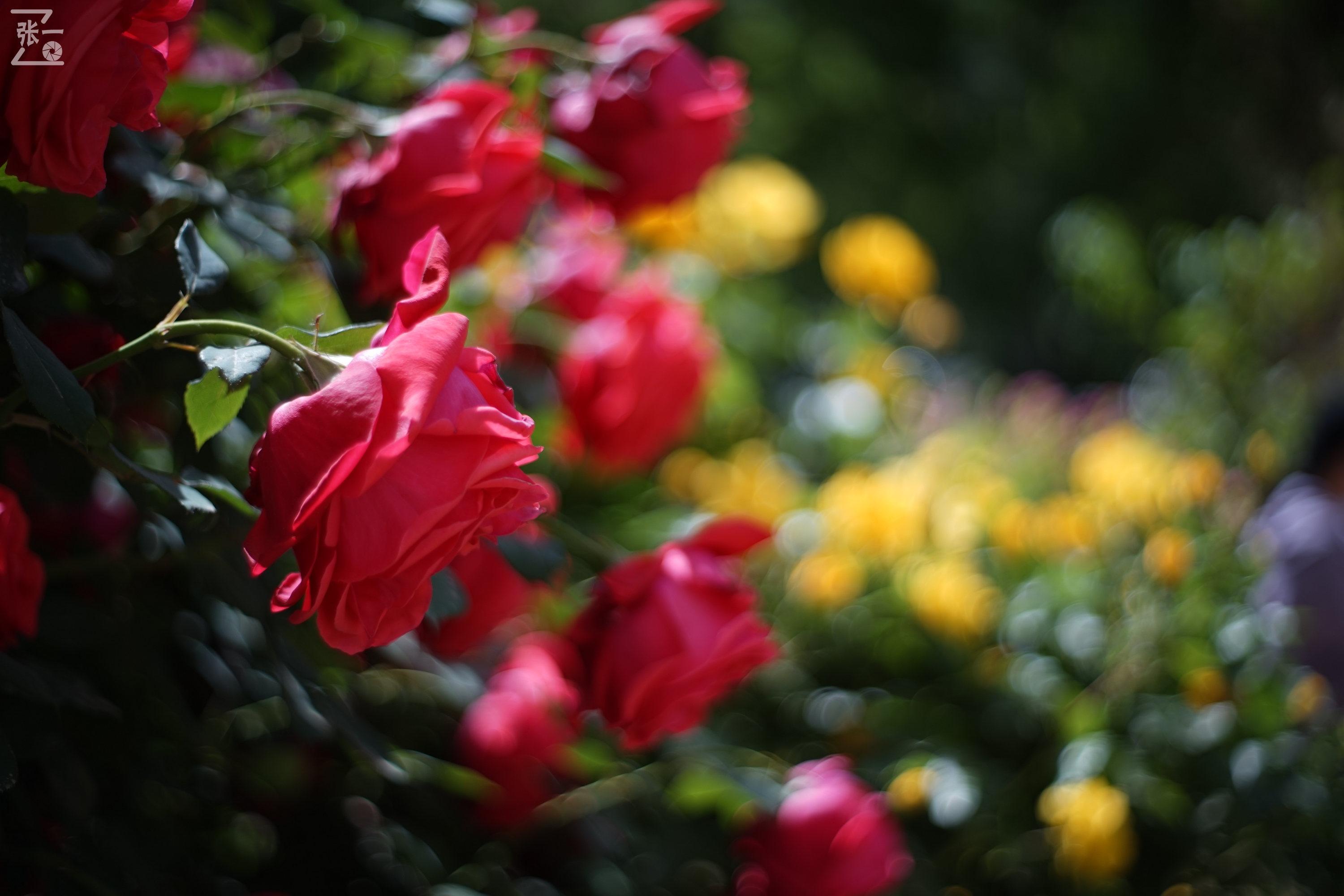 凤凰国产50mm镜头,凤凰索尼e口镜头