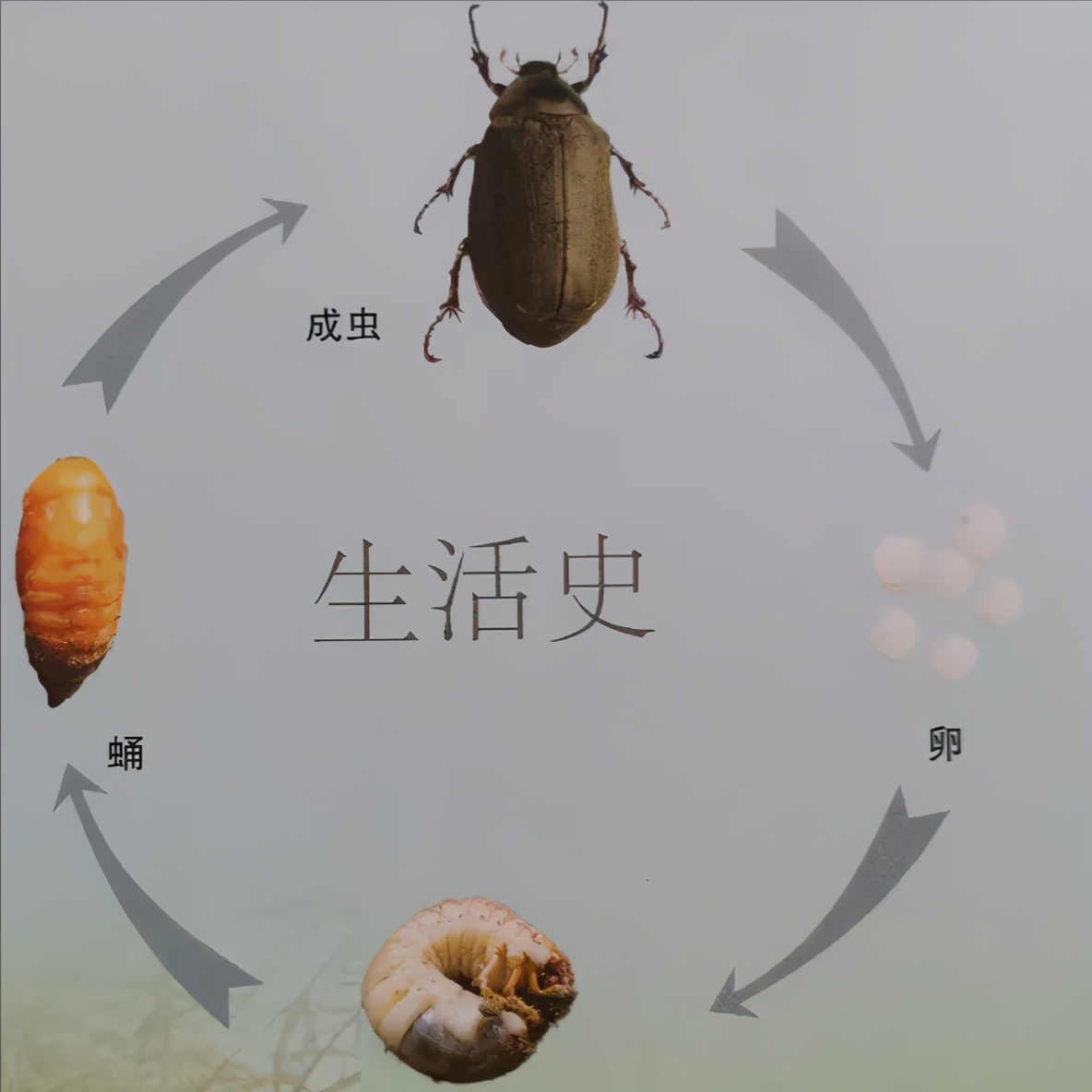 淡水龟的防治方法,猪鼻龟病虫害防治