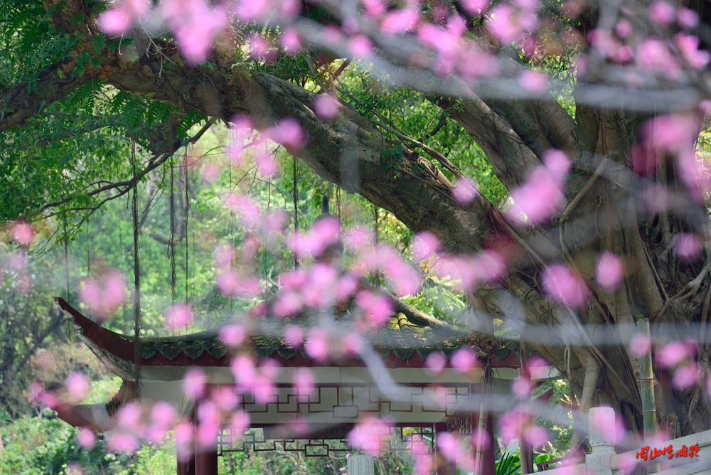 一春芳意，三月如风，日长风静，花影闲相照。