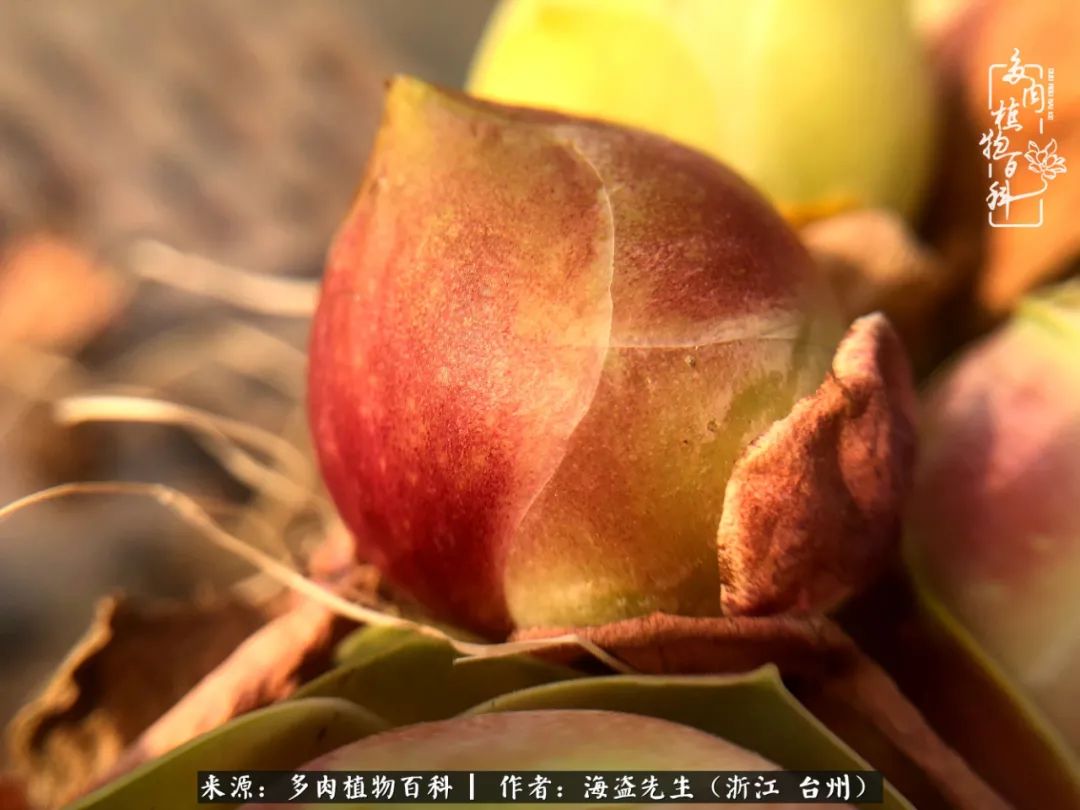 山地玫瑰养护顺口溜,山地玫瑰的养护种植注意事项视频