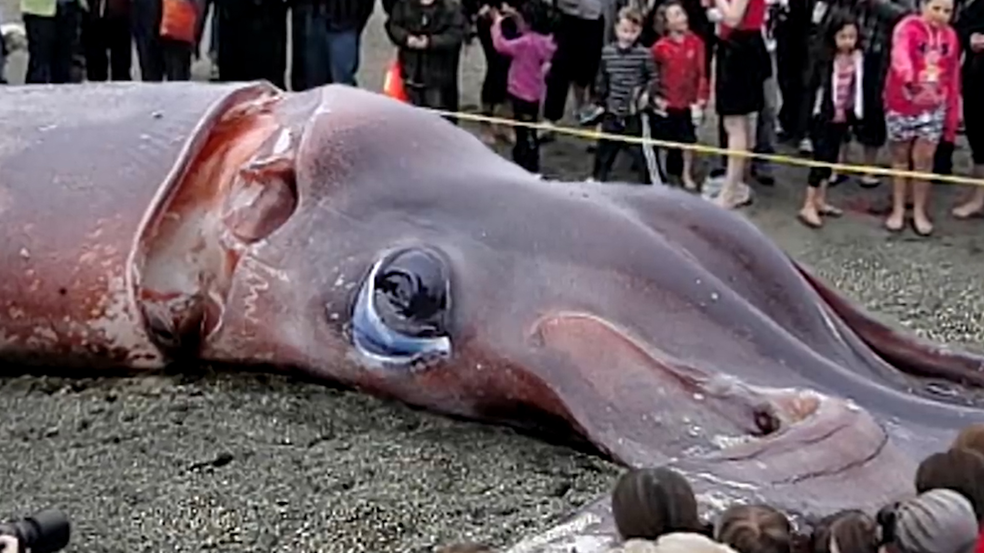 比大王乌贼还大巨型酸浆鱿,深海巨型大王酸浆鱿可以活多少年