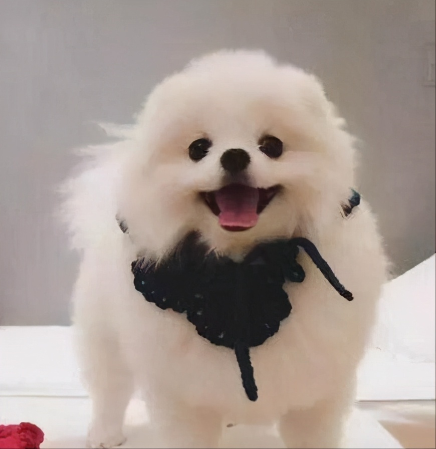 博美狗狗舔主人的手是什么意思,博美舔人表示什么