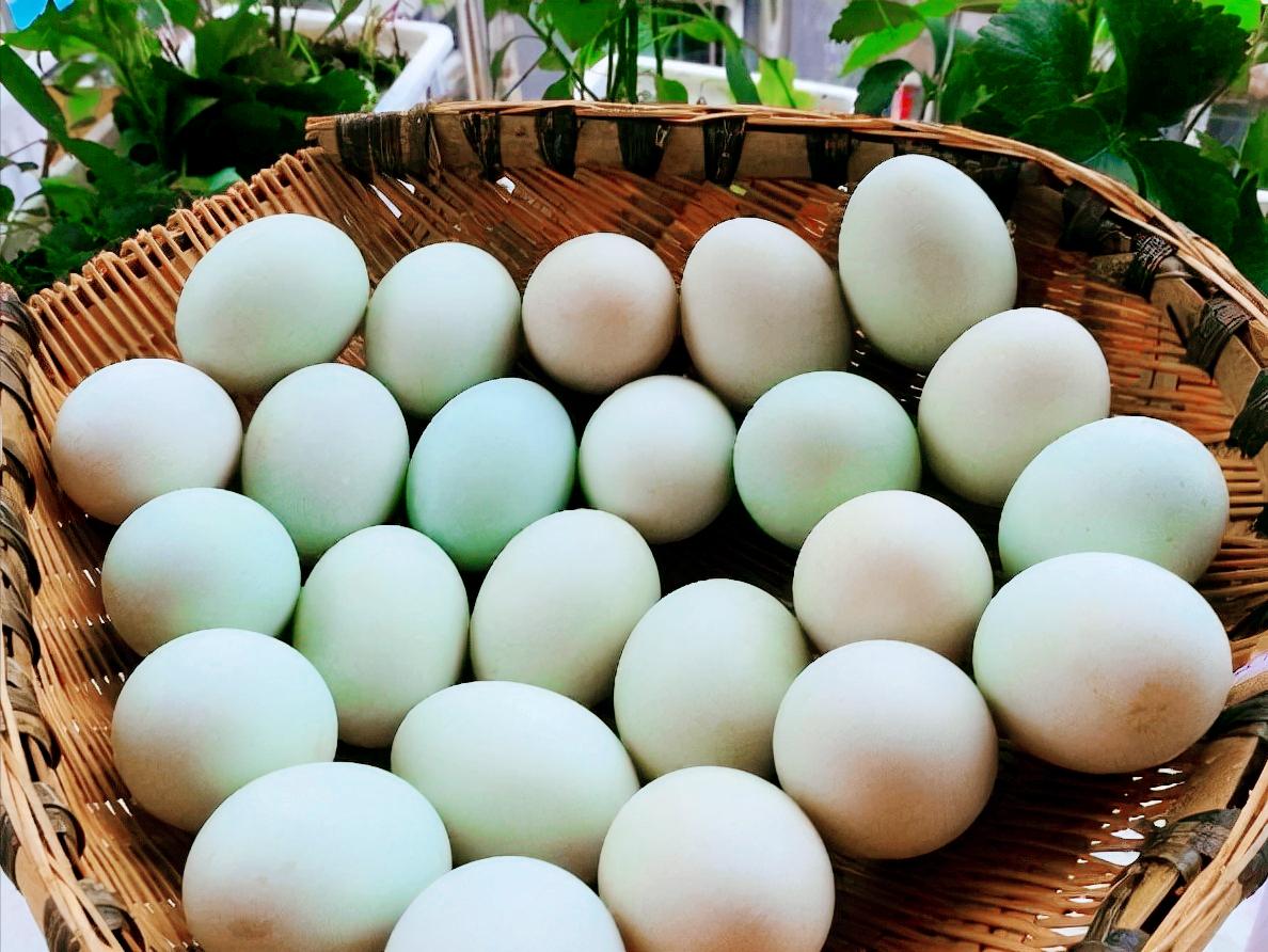 鸭蛋绿壳和白壳区别,买鸭蛋洗了的好还是不洗的好