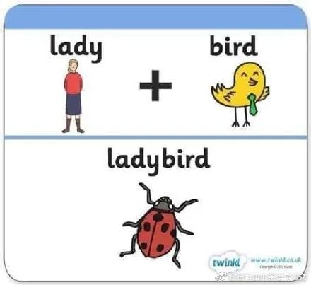 cat是什么词,cat是猫的意思吗