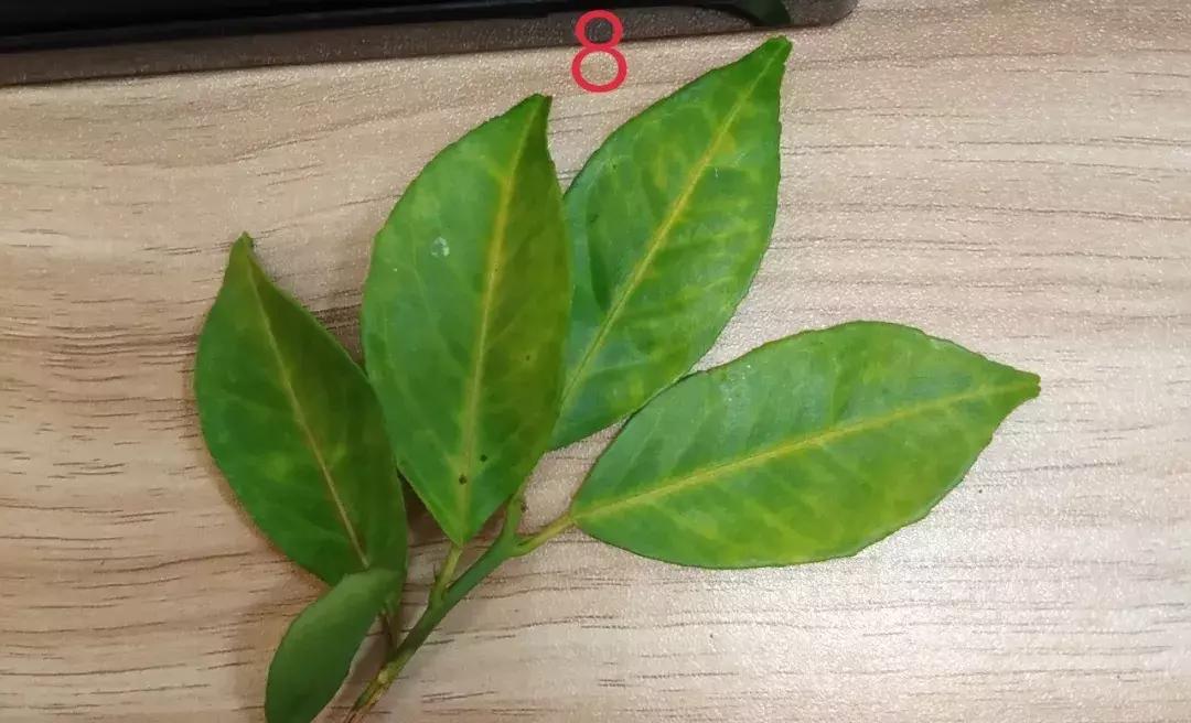 黄龙病检验阳性什么意思,黄龙病检测