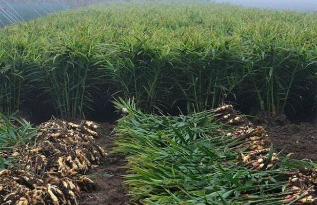 无公害生姜保护地生产技术规程,生姜田间种植高产技术讲解