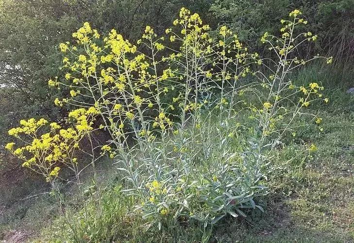 天然染色剂衣服,天然蓝染系列介绍