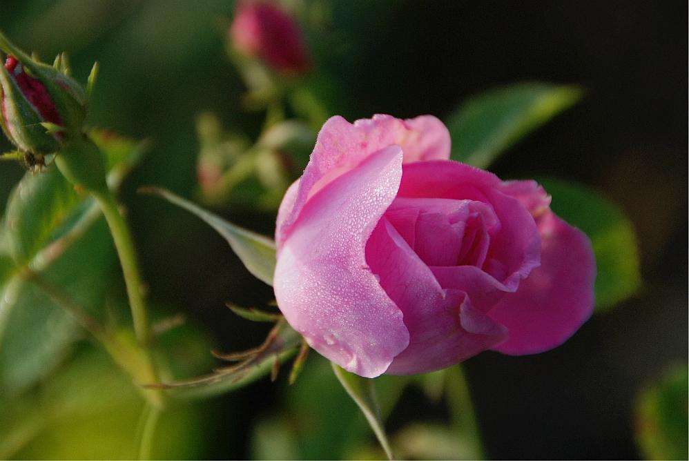 玫瑰花人人都喜欢,玫瑰有刺为什么人人喜欢