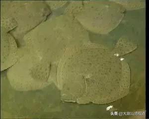 作为潮汕人，这89种海鲜你都能对上号吗