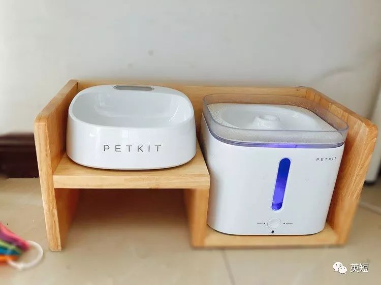 养猫干货整理,养猫必备清单之猫零食