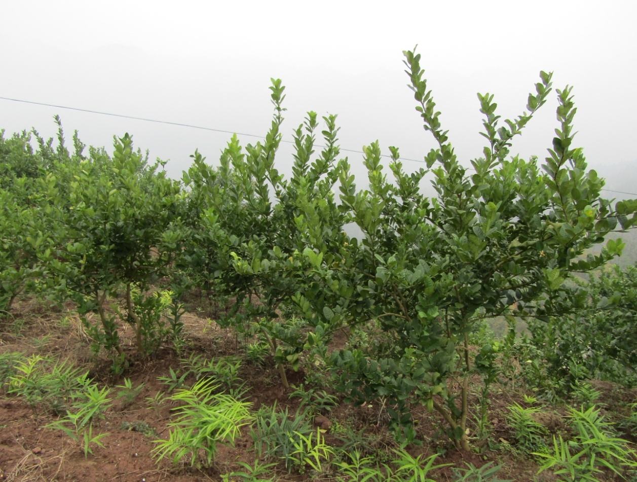 农民创业需要注意哪些套路,农民创业一定要注意哪些套路