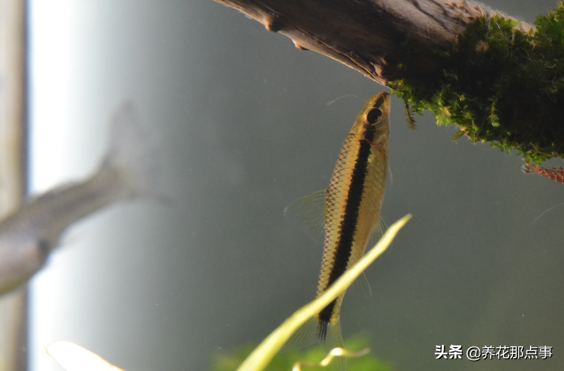 热带鱼生态鱼缸,热带鱼生态鱼缸养殖必备条件