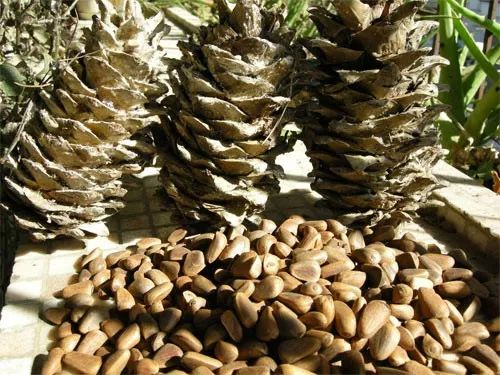 秋季约上三五好友一起去露营烧烤,来延边开始秋天的旅行