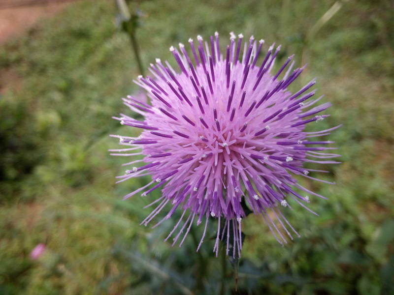 精灵之约•节气“植”说│上海的二十四节气花园小暑