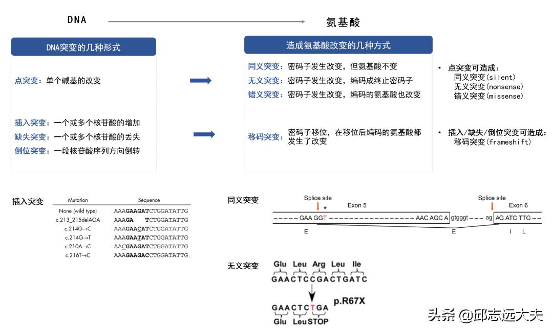 胃肠道间质瘤基因检测野生型,胃肠间质瘤c-kit基因检测是什么