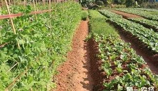 五叔和谦谦最新视频,五叔突然去世