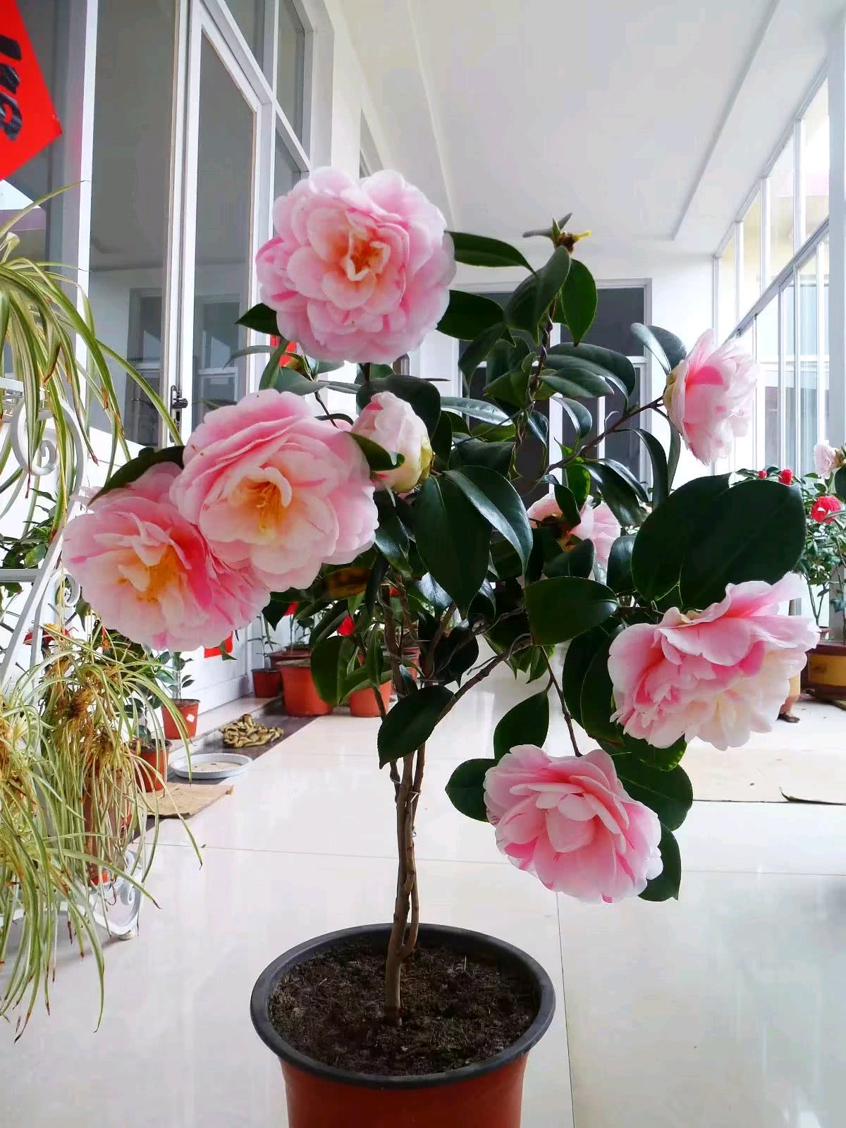 茶花的花苞怎样才能长出来 (茶花长花苞了如何快速开花)