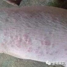 猪猪疥螨病怎么治疗,猪疥螨病怎么防治