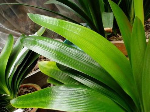 家养君子兰注意事项和养护,新人养君子兰注意事项