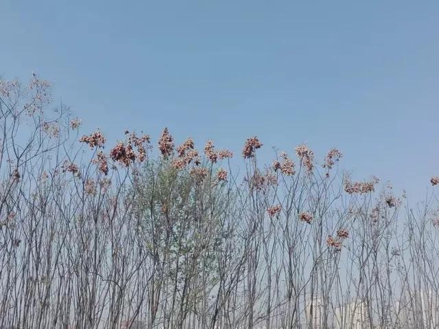 鎶楃柅鏃ヨ鏁ｆ枃,鎶楃柅鑳屽奖浣滄枃